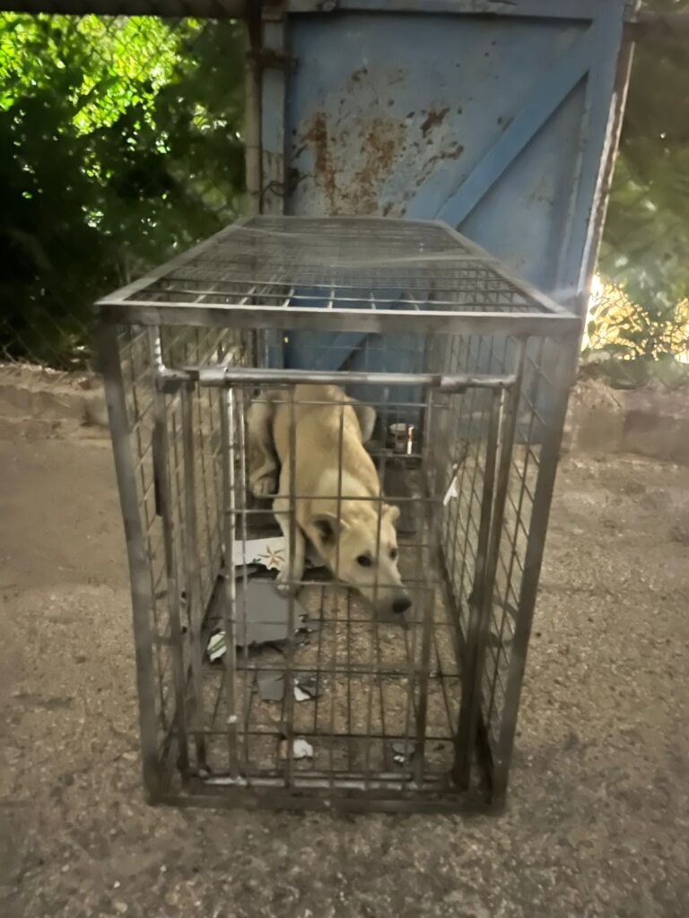 Help animals in Bethlehem with our Emergency Fund