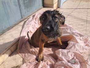 Help animals in Bethlehem with our Emergency Fund