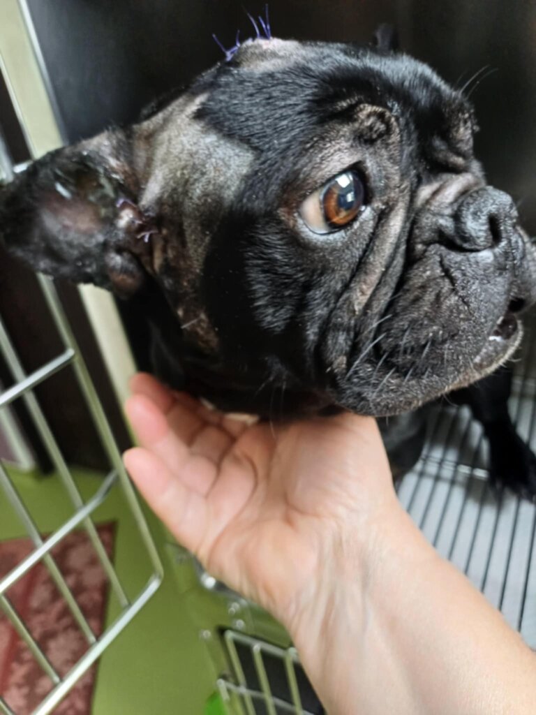 Stop the Puppy Mills in Romania & Bulgaria