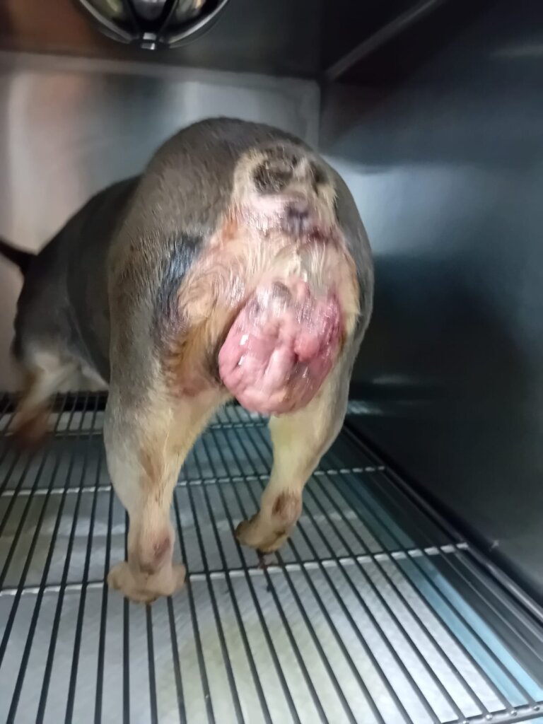 Stop the Puppy Mills in Romania & Bulgaria