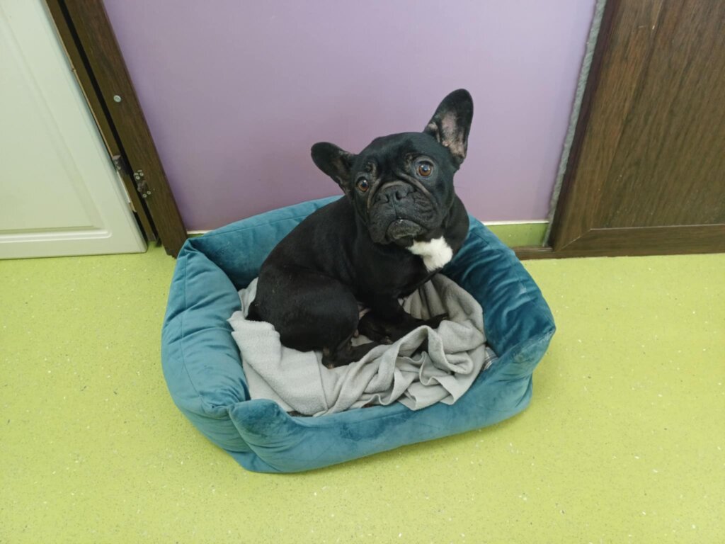 Stop the Puppy Mills in Romania & Bulgaria