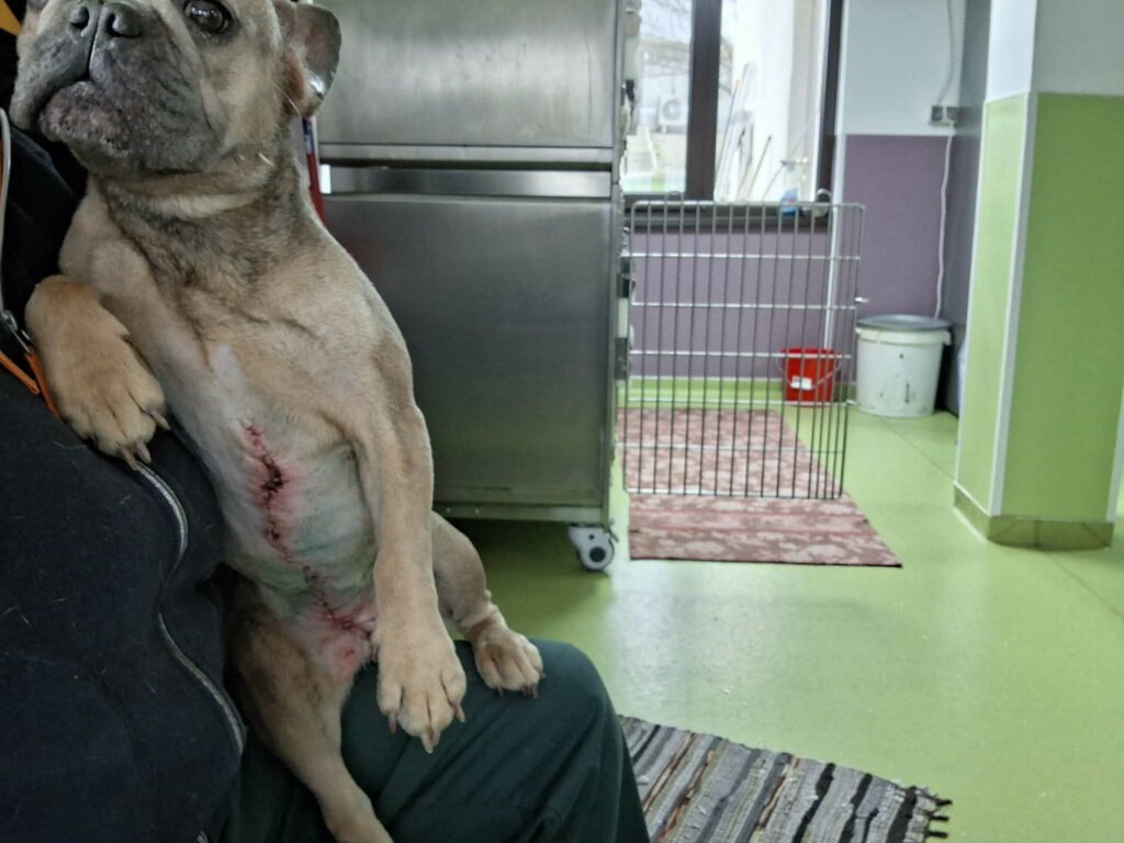 Help us rescue from the Puppy Mills