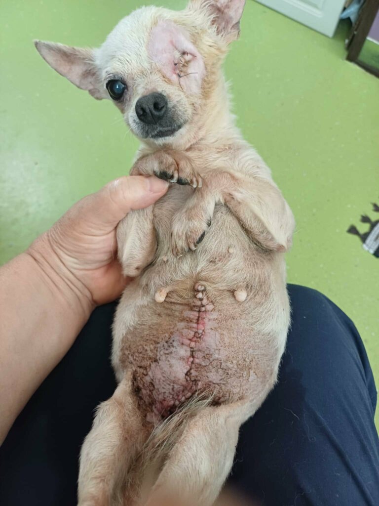 Help us rescue from the Puppy Mills