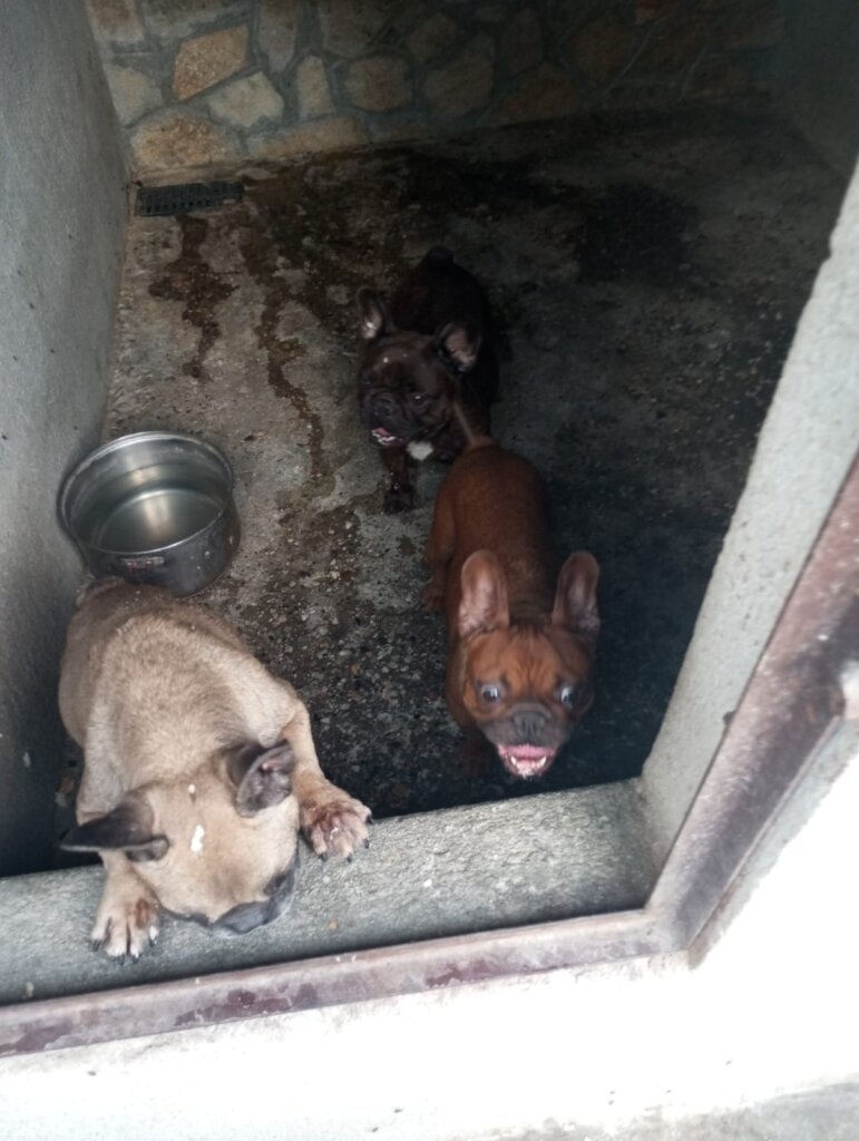 Stop the Puppy Mills in Romania & Bulgaria