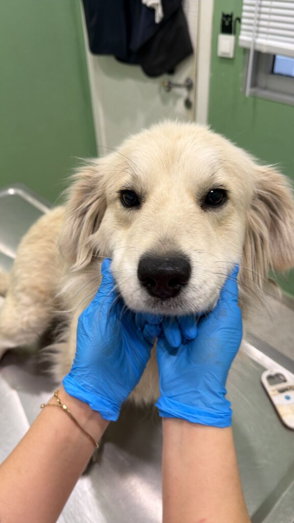 Maeva was abandoned and terrified when we got her