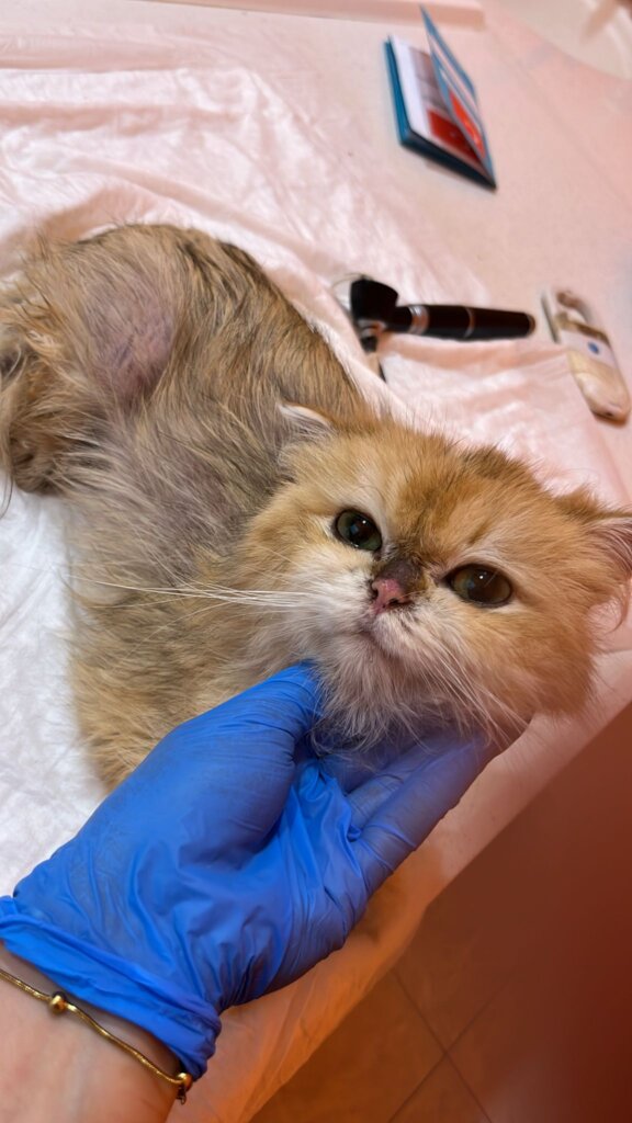 Citrus - rescued from euthanasia