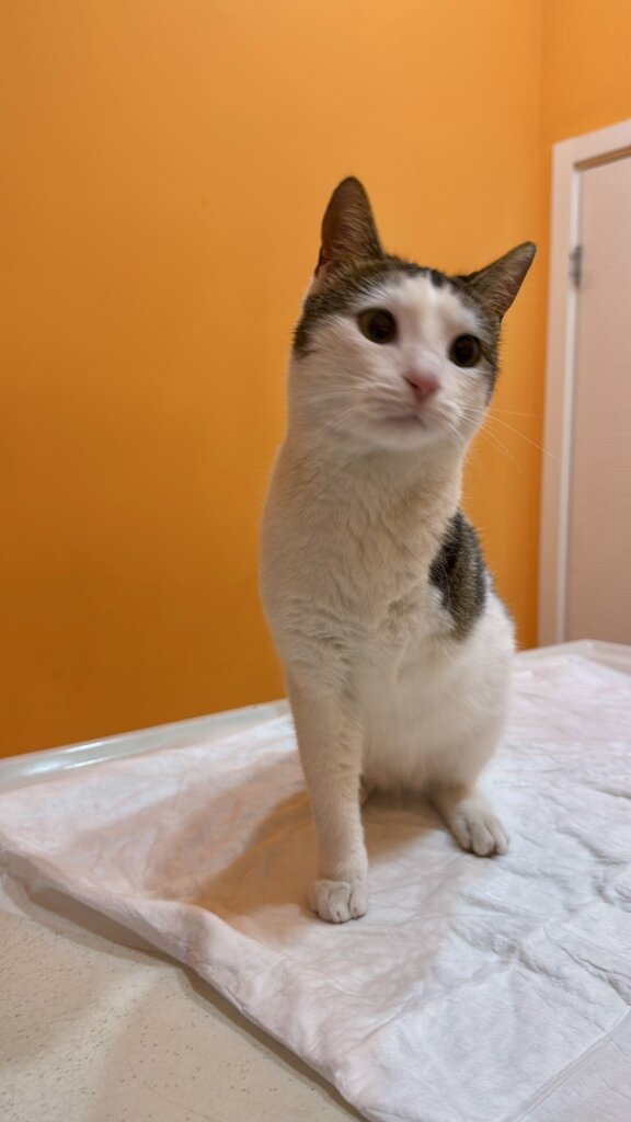 Nemo - the 3 legged cat