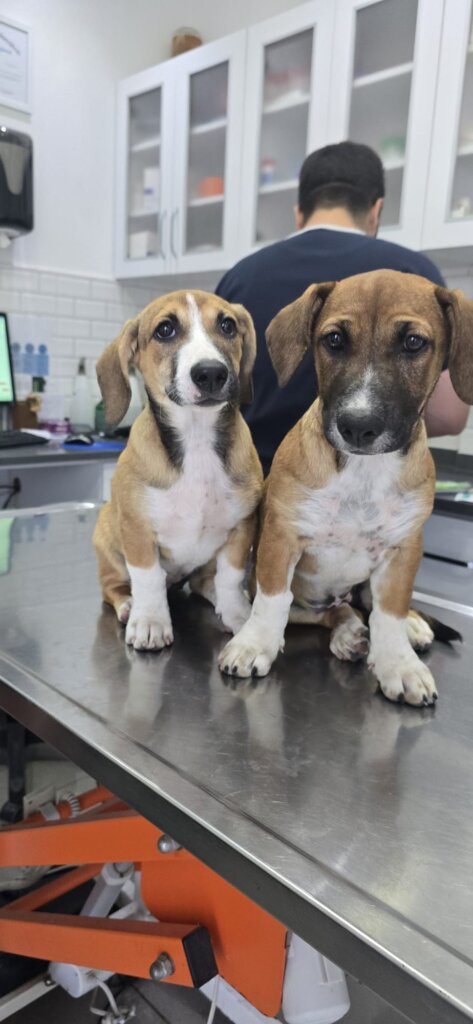 BELLA & NOVA