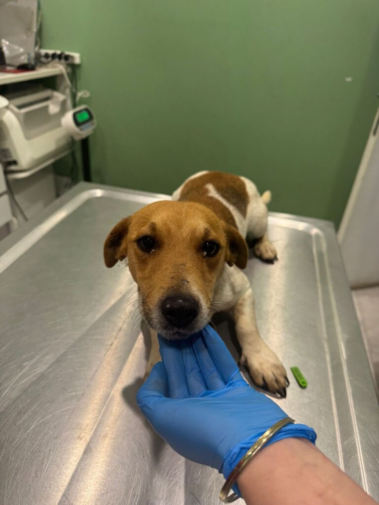 Penny rescued from a shelter w/ her brother Misket
