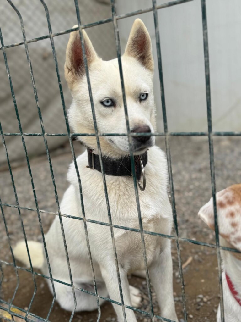 Give Shelter Dogs & Cats a Second Chance in Life