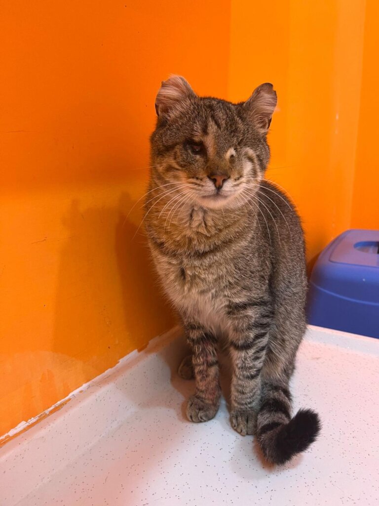 Give Shelter Dogs & Cats a Second Chance in Life