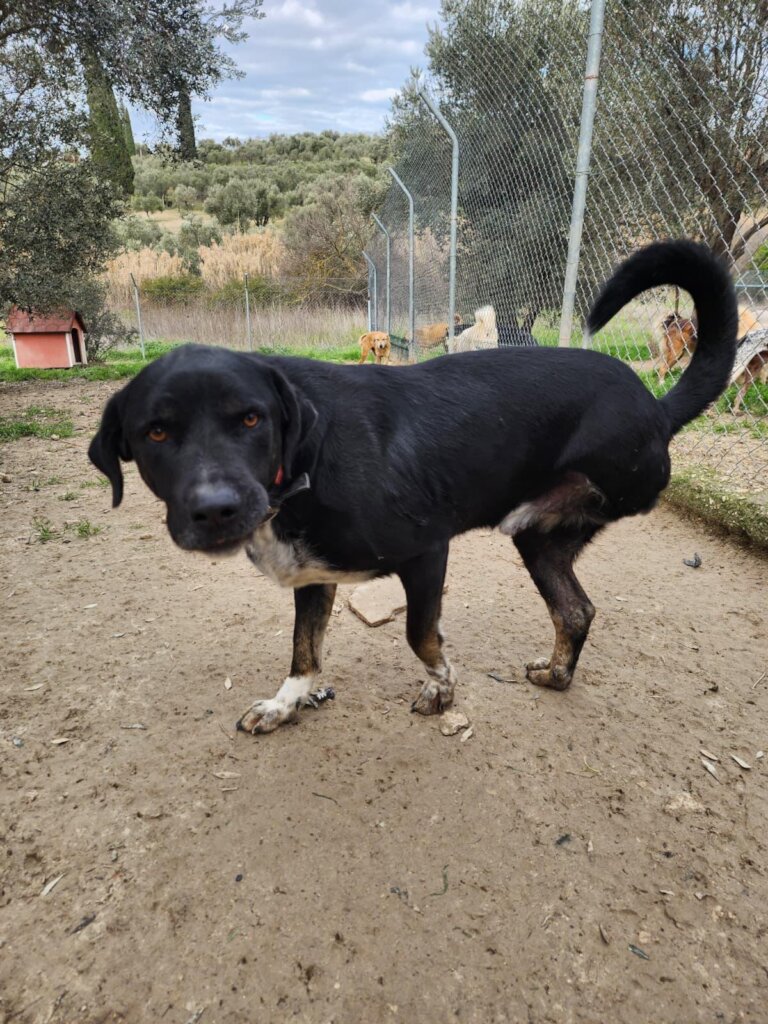 Give Shelter Dogs & Cats a Second Chance in Life