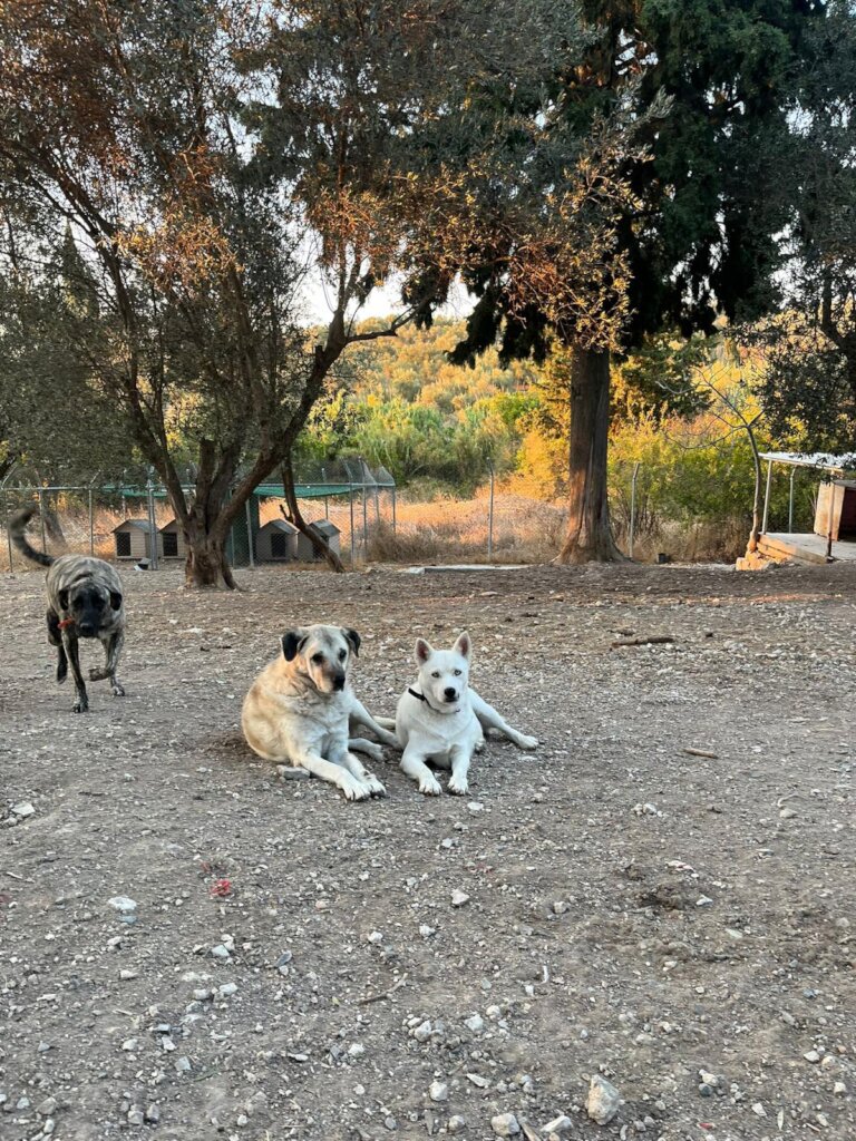 Give Shelter Dogs & Cats a Second Chance in Life