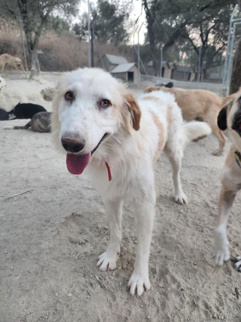 Give Shelter Dogs & Cats a Second Chance in Life