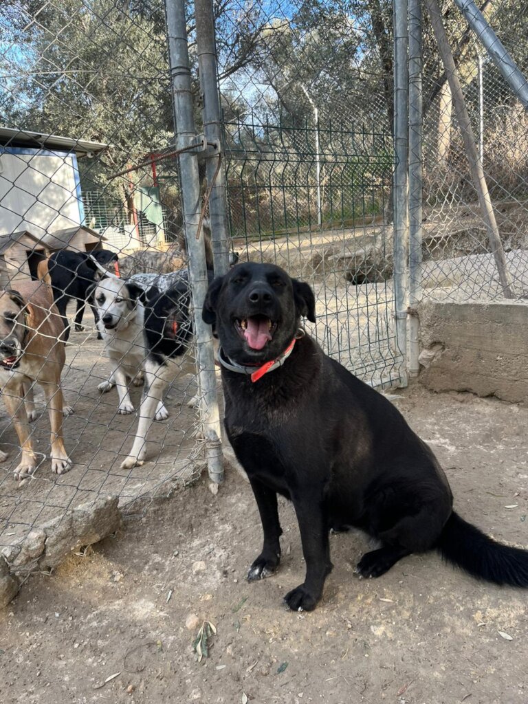 Give Shelter Dogs & Cats a Second Chance in Life