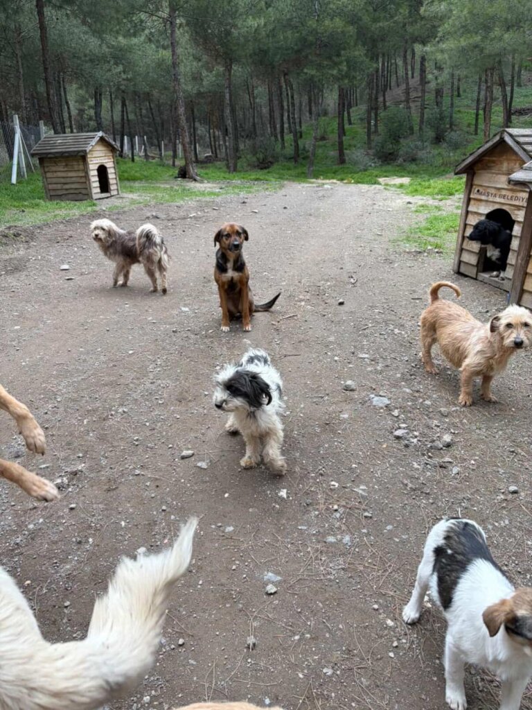 Give Shelter Dogs & Cats a Second Chance in Life