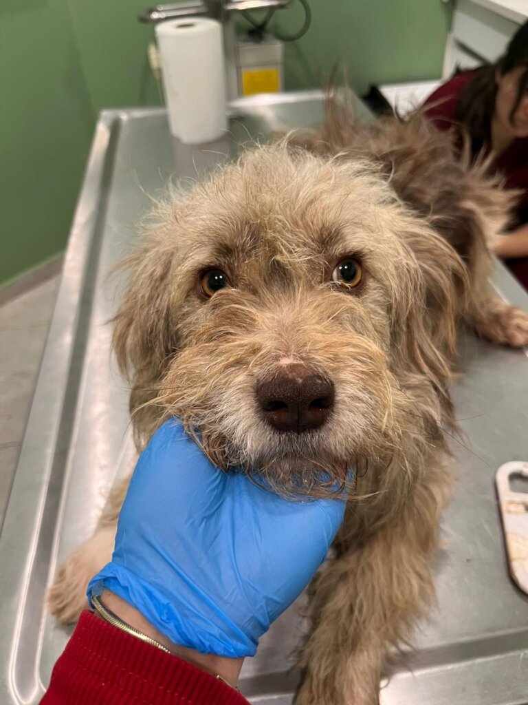 Give Shelter Dogs & Cats a Second Chance in Life