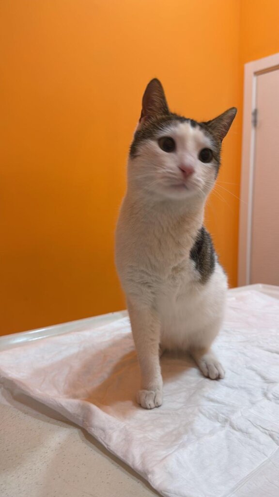 Give Shelter Dogs & Cats a Second Chance in Life