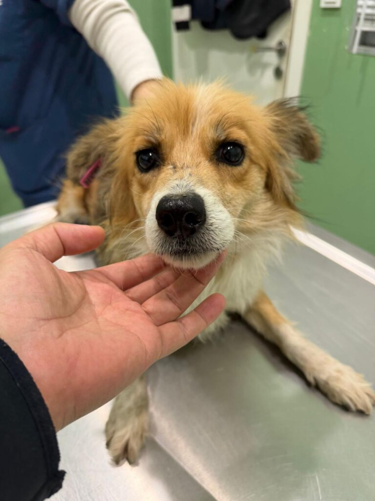 Give Shelter Dogs & Cats a Second Chance in Life