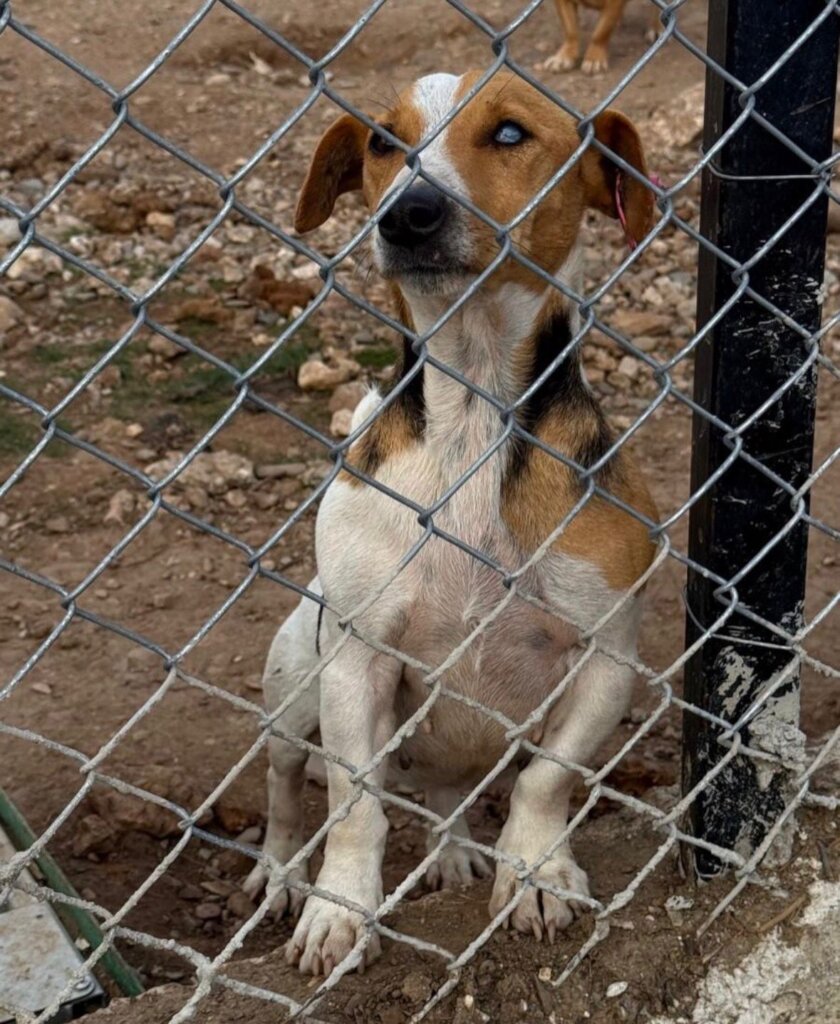 Give Shelter Dogs & Cats a Second Chance in Life