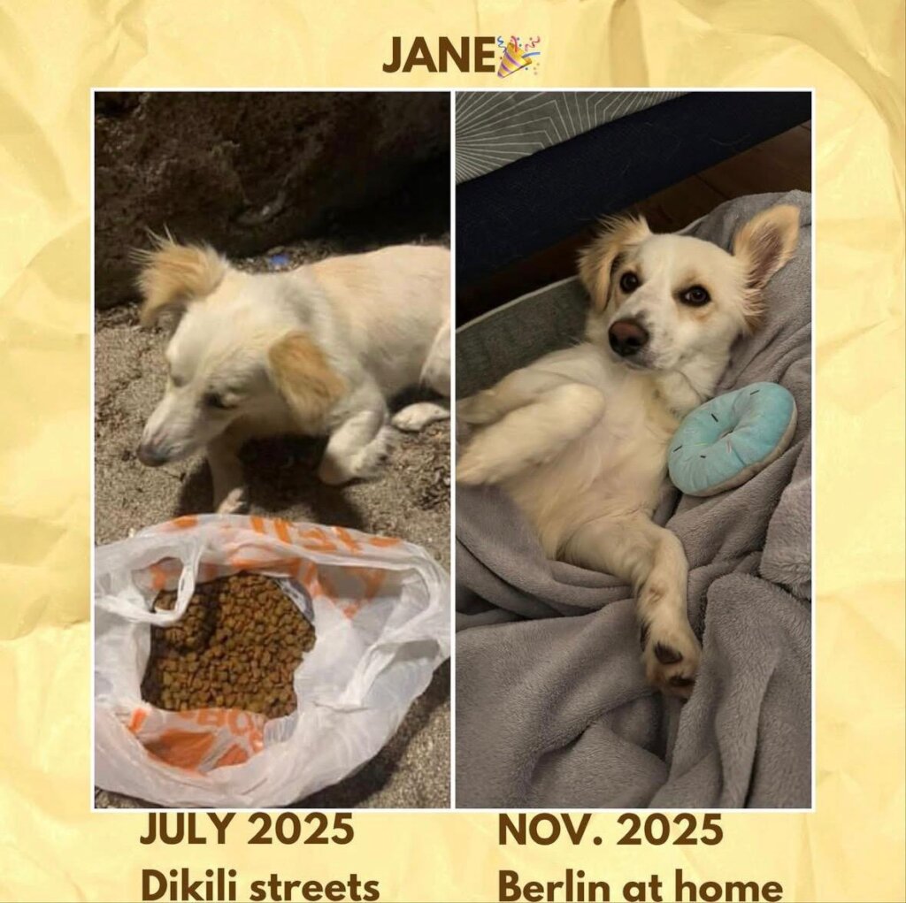 Give Shelter Dogs & Cats a Second Chance in Life