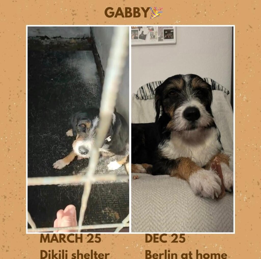 Give Shelter Dogs & Cats a Second Chance in Life