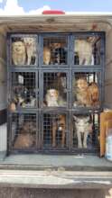 Freedom ride