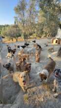 URLA