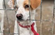 Give Shelter Dogs & Cats a Second Chance in Life