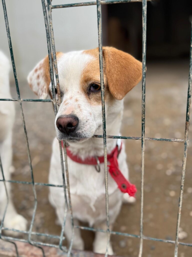 Give Shelter Dogs & Cats a Second Chance in Life
