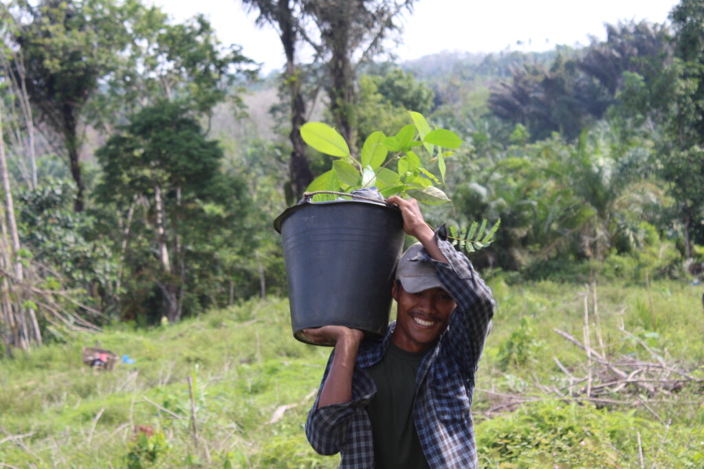 Sumatra Flood Emergency: Reforestation Project