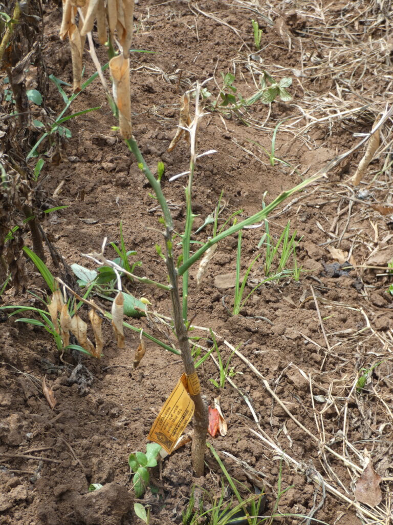 Flood Recovery Sri Lanka: Relief for farmers