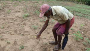 Inspecting Crops after the cyclone