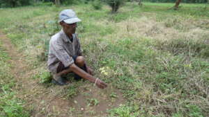 Farmer holding up his damaged Moringa crop