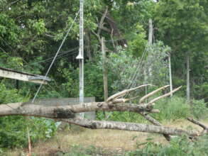 Strong winds causing trees to fall