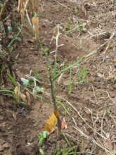crops slowly dying due to the flooding