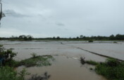 Flood Recovery Sri Lanka: Relief for farmers