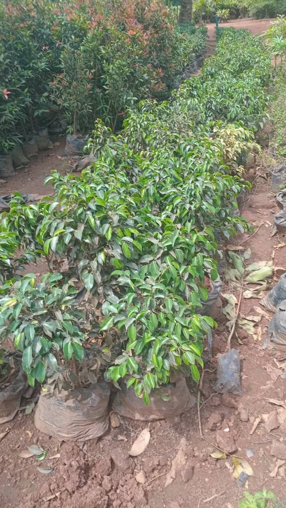 Children for a Greener Uganda