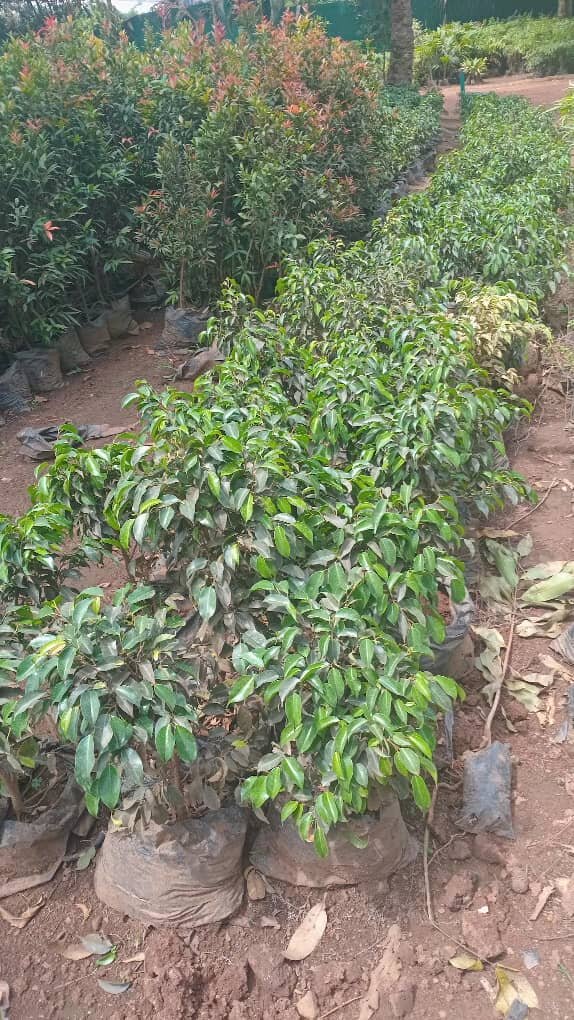 Children for a Greener Uganda