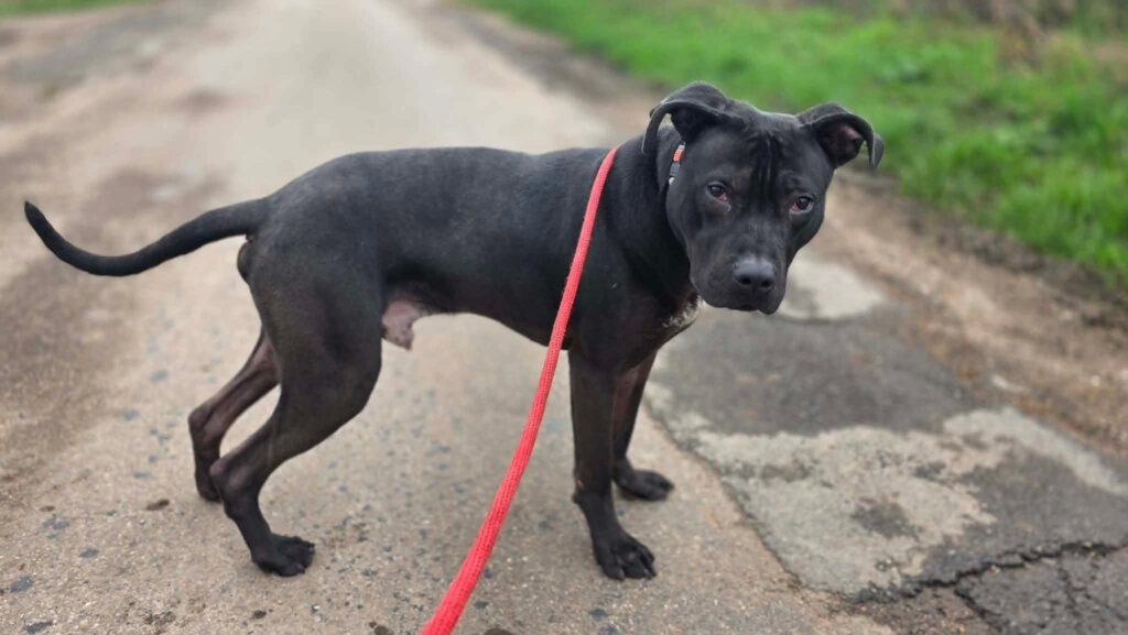 Joshie after rehabilitation with us