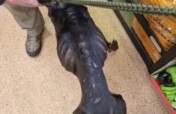 ***URGENT APPEAL FOR THIS POOR YOUNG BOY ***