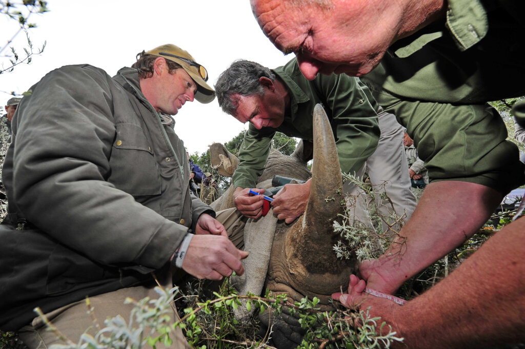 Rhinoplasty For Rhinos