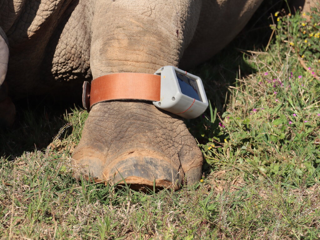Rhinoplasty For Rhinos