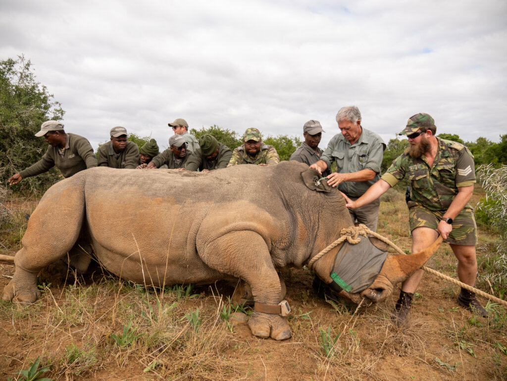 Rhinoplasty For Rhinos