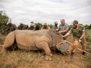 Rhino Conservation