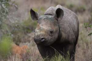 Orphaned Rhino
