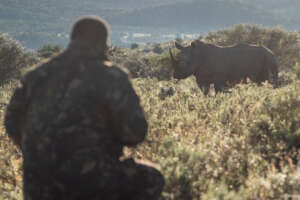 Rhinoplasty For Rhinos