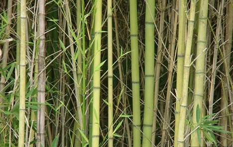 Bamboo Forest Development in Nicaragua-ASU/Cornell