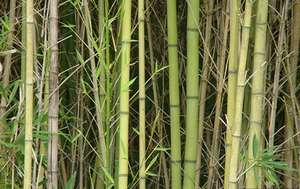 Bamboo Plantation