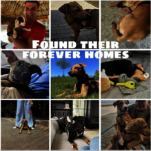Some of the dogs who found their forever homes